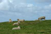 075 Moutons