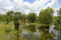 15 Forêt inondée près de Yellow Water
