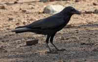 72 Corbeau (Corvus orru)