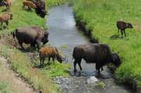51 Bisons traversant un ruisseau