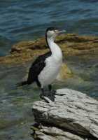 092 Grand cormoran (Phalacrocorax varius) B