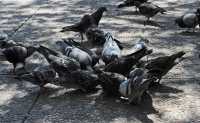38 Pigeons