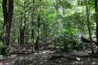 13 Monsoon Forest