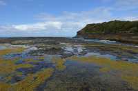 058 Algues - Curio Bay