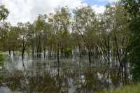 22 Forêt inondée près de Yellow Water
