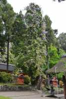 102 Kasuga (Temple Shinto)