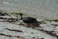 065 Grand cormoran (Phalacrocorax varius)