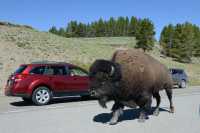 062 Bison sur la route (Nord de Lake Village) B