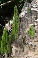04 Mini cheminées de fées couvertes de mousse - Monsoon Forest
