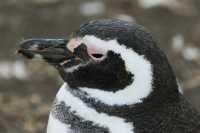68 Pingouin de Magellan