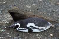 47 Pingouin devant son terrier