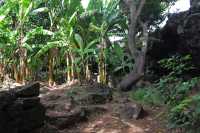 04 Bananiers dans la Grotte d'Ana Te Pahu