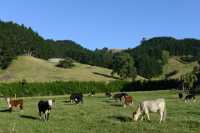 05 Vaches, près de Te Puke B
