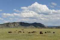 06 Troupeau de bisons au sud de Moran Junction B