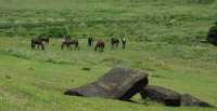 73 Chevaux piétinant les Moai