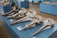 030 Crânes de dauphins