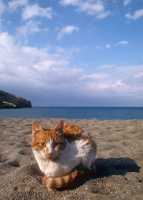 194 Chat sur la plage de Matala