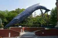 011 Parc Ueno - Baleine
