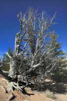 01 Bristlecone Tree