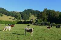 04 Vaches, près de Te Puke