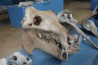 029 Crâne d'hyppopotame