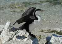 060 Grand cormoran (Phalacrocorax varius)