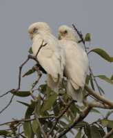 25 Perroquets blancs - Mamukala