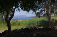 75 Eucalyptus & lac de Tibériade à Tabgha-Dalmanutha