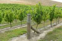 037 Vignoble de la région de Marlborough