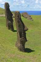 41 Moai sur la pente du volcan