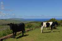 05 Vaches sur le volcan Rano Kau