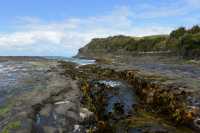 059 Algues - Curio Bay