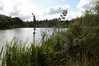 49 Etang - Wetland près de Rotorua