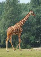 016 Girafe de Rothschild