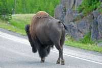 72 Bison sur la route