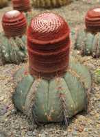 40 Cactus