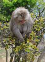 129 Macaque du Japon