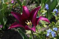 49 Tulipe violacea