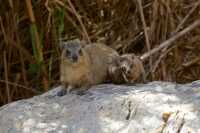 14 Marmottes - Mère et enfant