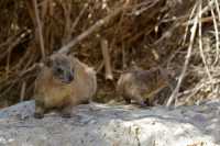 15 Marmottes - Mère et enfant