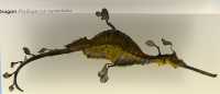 43 Dragon de mer (Phyllopteryx taeniolatus) 40 cm