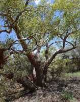 15 Desert Bloodwood