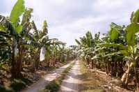 216 Bananeraie au sud de Quirigua