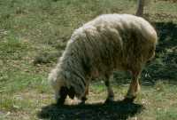 074 (Nippur mouton)
