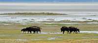 82 Troupeau de bisons en déplacement