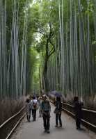 118 Forêt de bambous