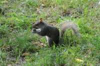 14 Ecureuil à Central Park