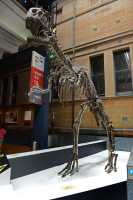 31 Tyrannosaure - Australian Museum