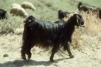 077 Nippur mouton;tif